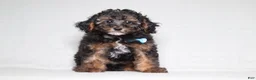 Mixed Breed dogs for sale: Ranger - Ad 3