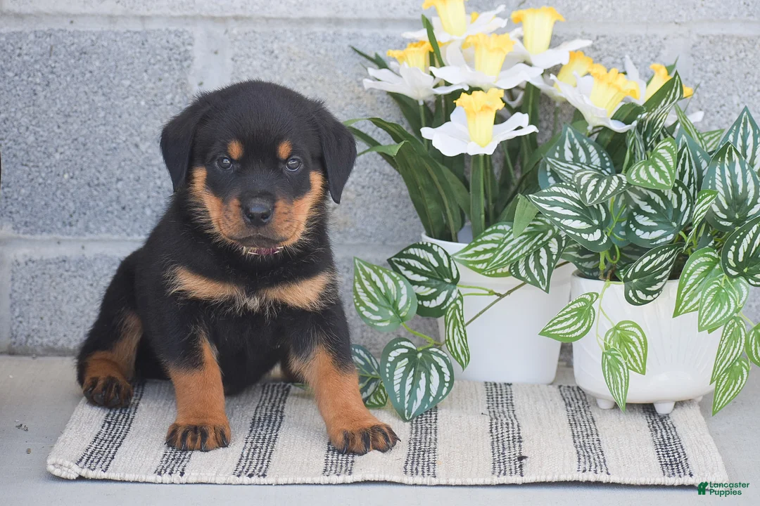 Rottweiler dogs for sale: Noah - Ad 1