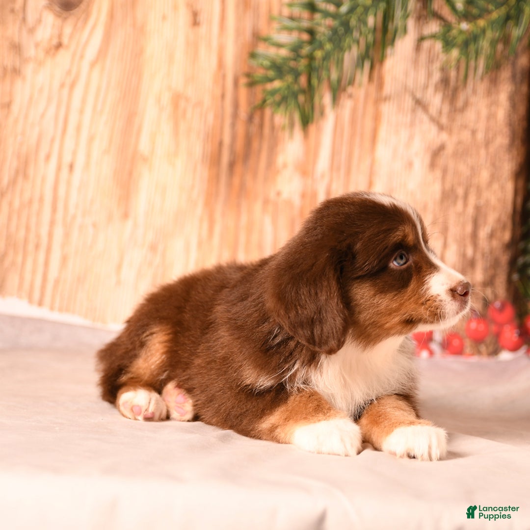 Miniature Australian Shepherd dogs for sale: Nutmeg - Ad 4
