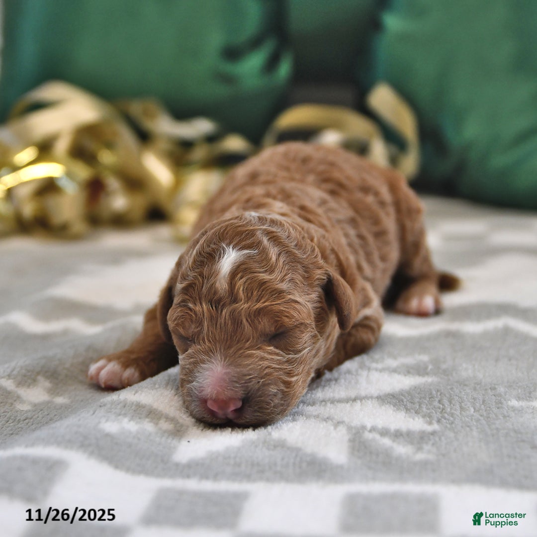 Mini Goldendoodle dogs for sale: Freddie - Ad 2