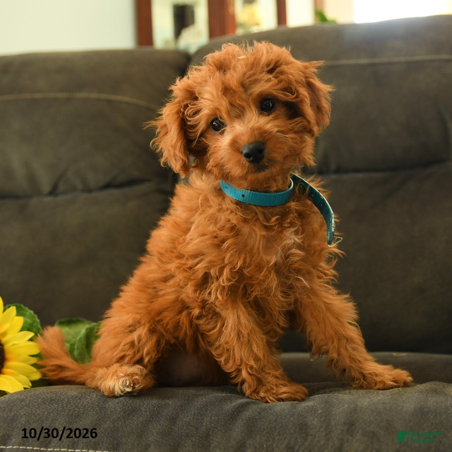 Miniature Labradoodle dogs for sale: Patsy - Ad 1