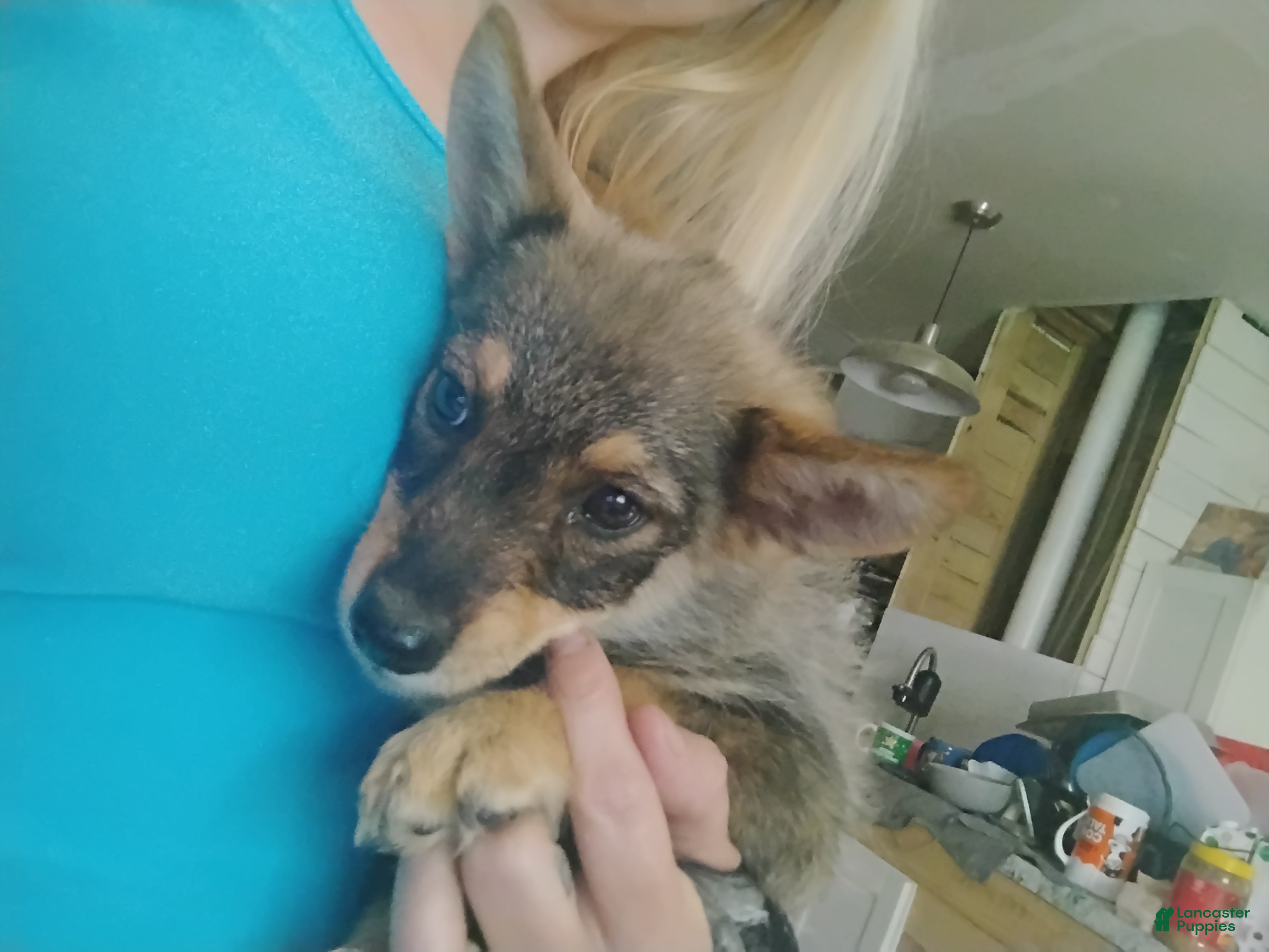 Pomsky dogs Pomsky 1 - Ad 32