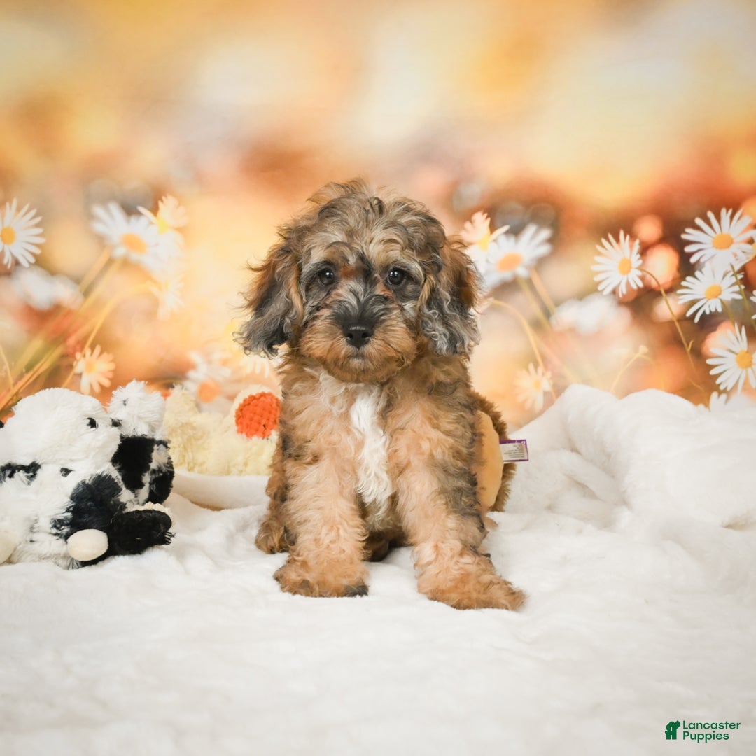 Cockapoo dogs for sale: Carly - Ad 5