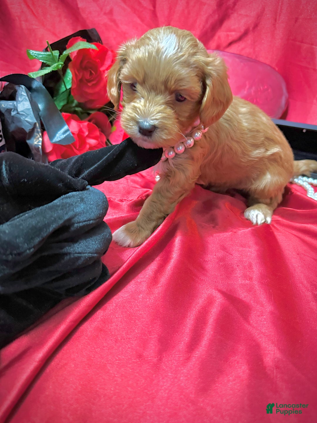 Yorkiepoo dogs for sale: Butterfinger  - Ad 11