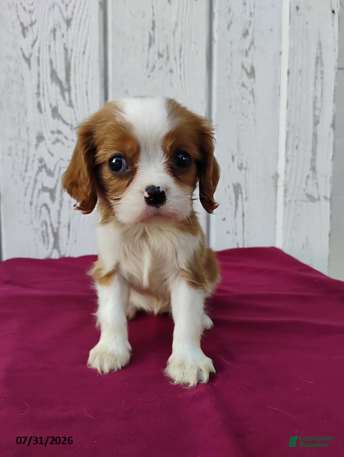 Cavalier King Charles Spaniel dogs Darcy - Ad 1