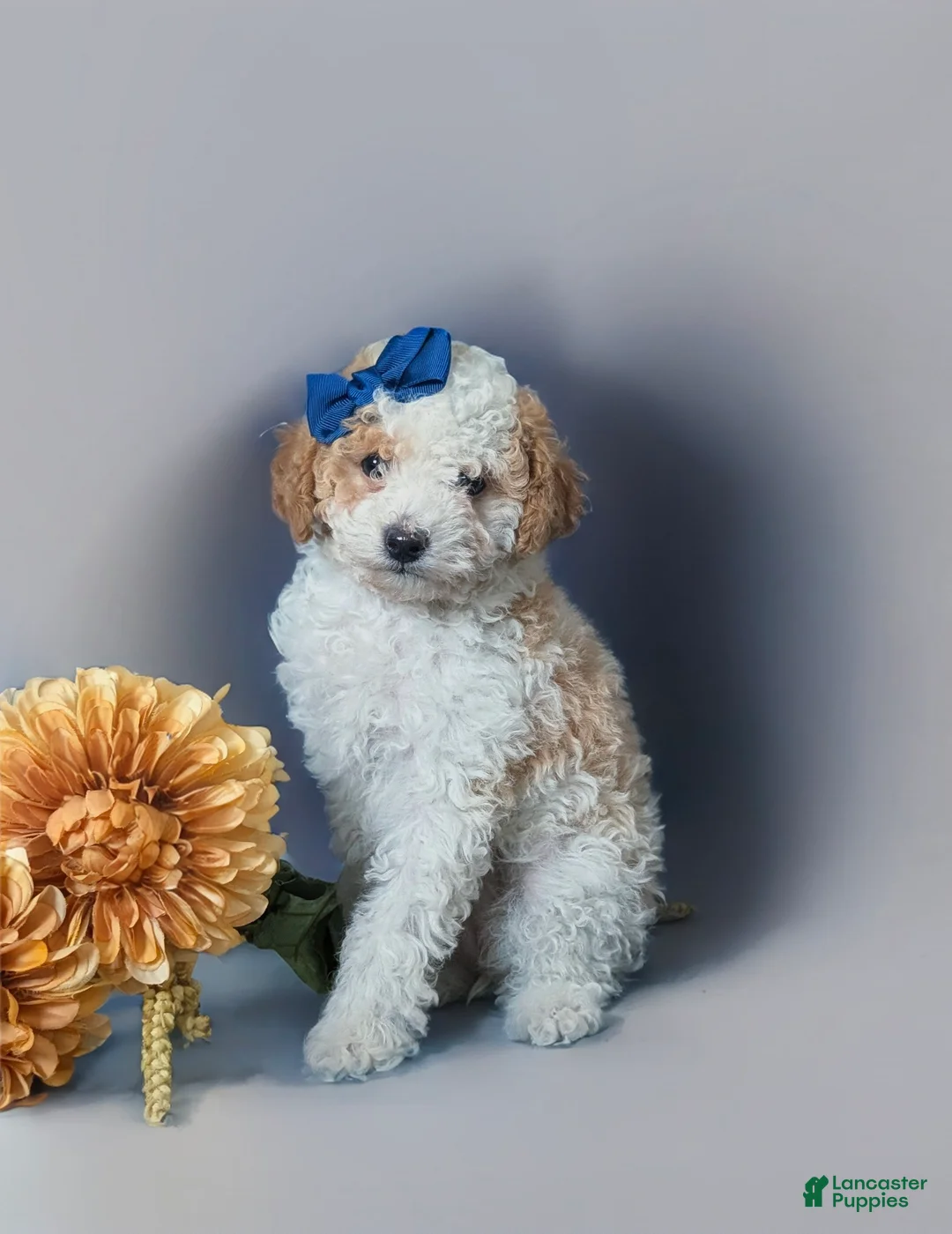 Toy Poodle dogs for sale: Giselle - Ad 6
