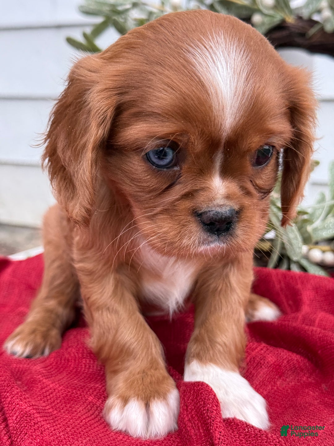 Cavalier King Charles Spaniel dogs for sale: Otis - Ad 12