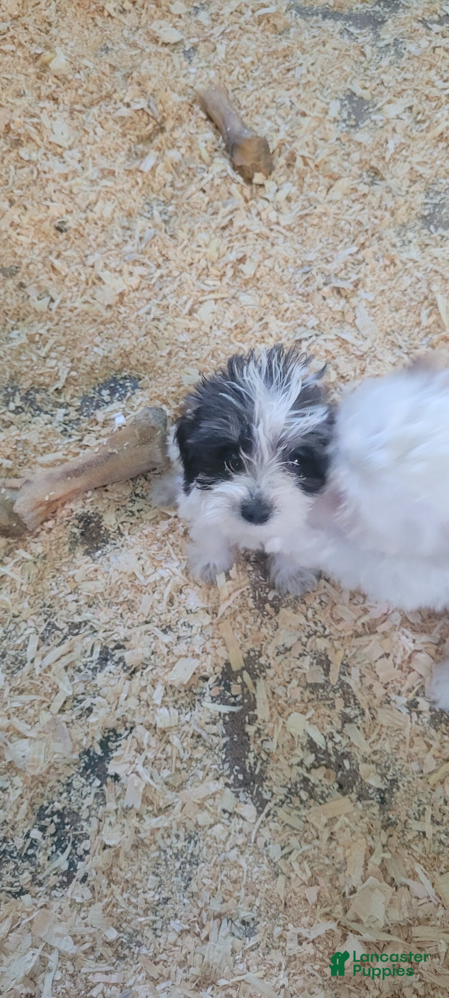 Schnoodle dogs for sale: Schnoodle Puppy 1 - Ad 3