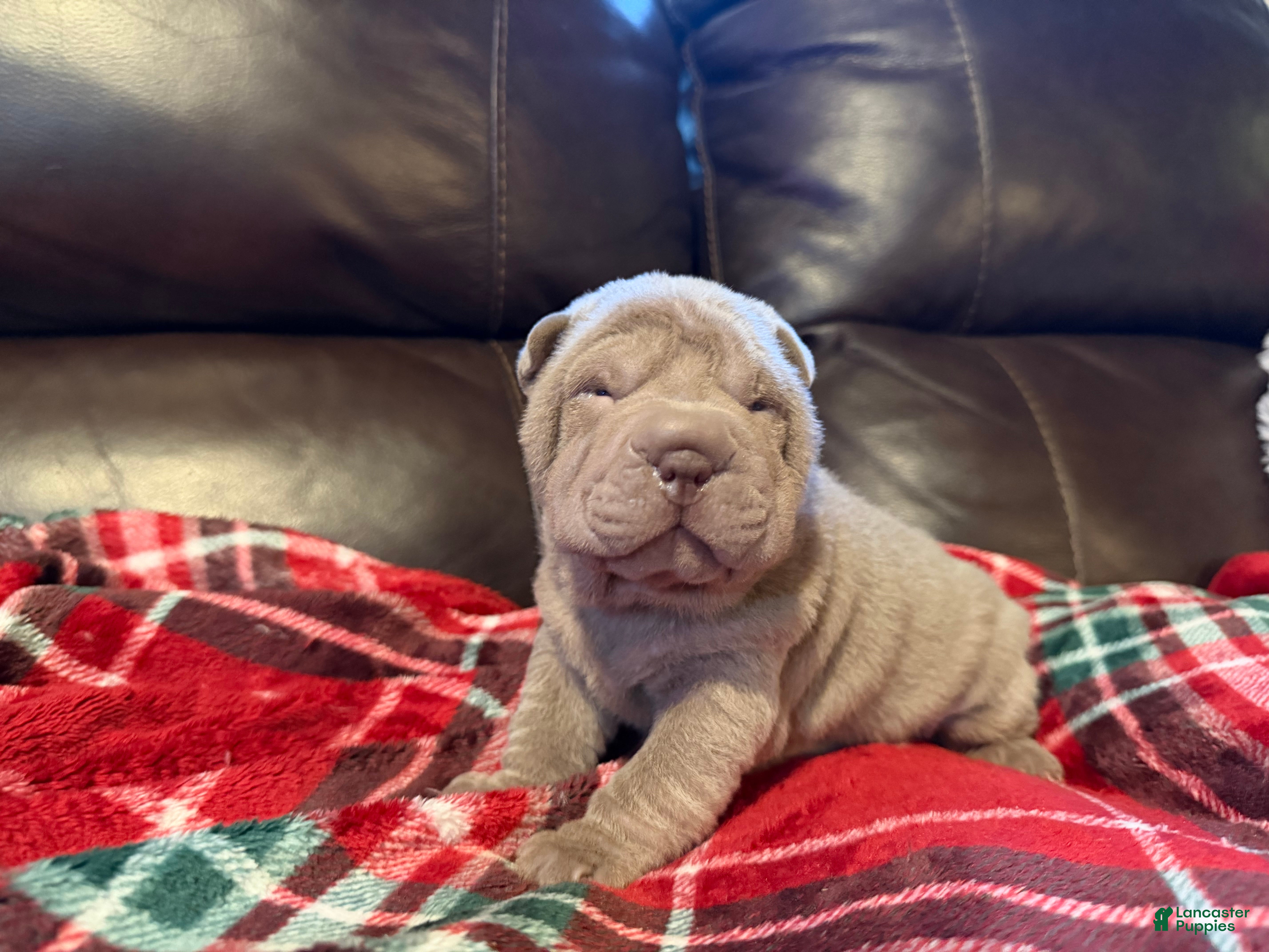 Shar Pei dogs Rose - Ad 5