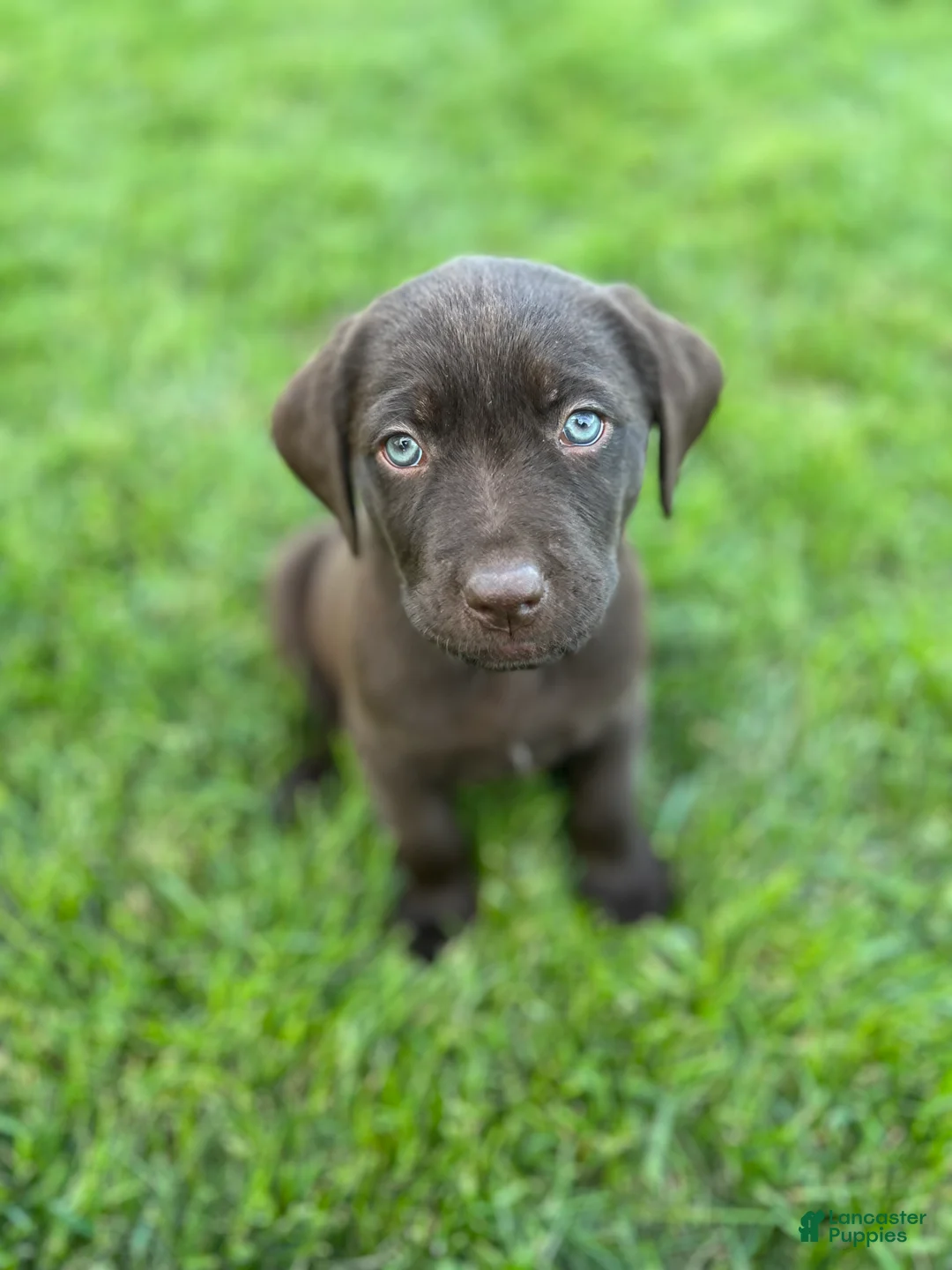 Labrador Retriever dogs for sale: Cedar (Light Blue Collar) - Ad 2