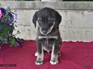 Goberian dogs for sale: Scott - Ad 1