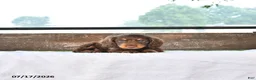Miniature Dachshund dogs for sale: Prince   - Ad 3