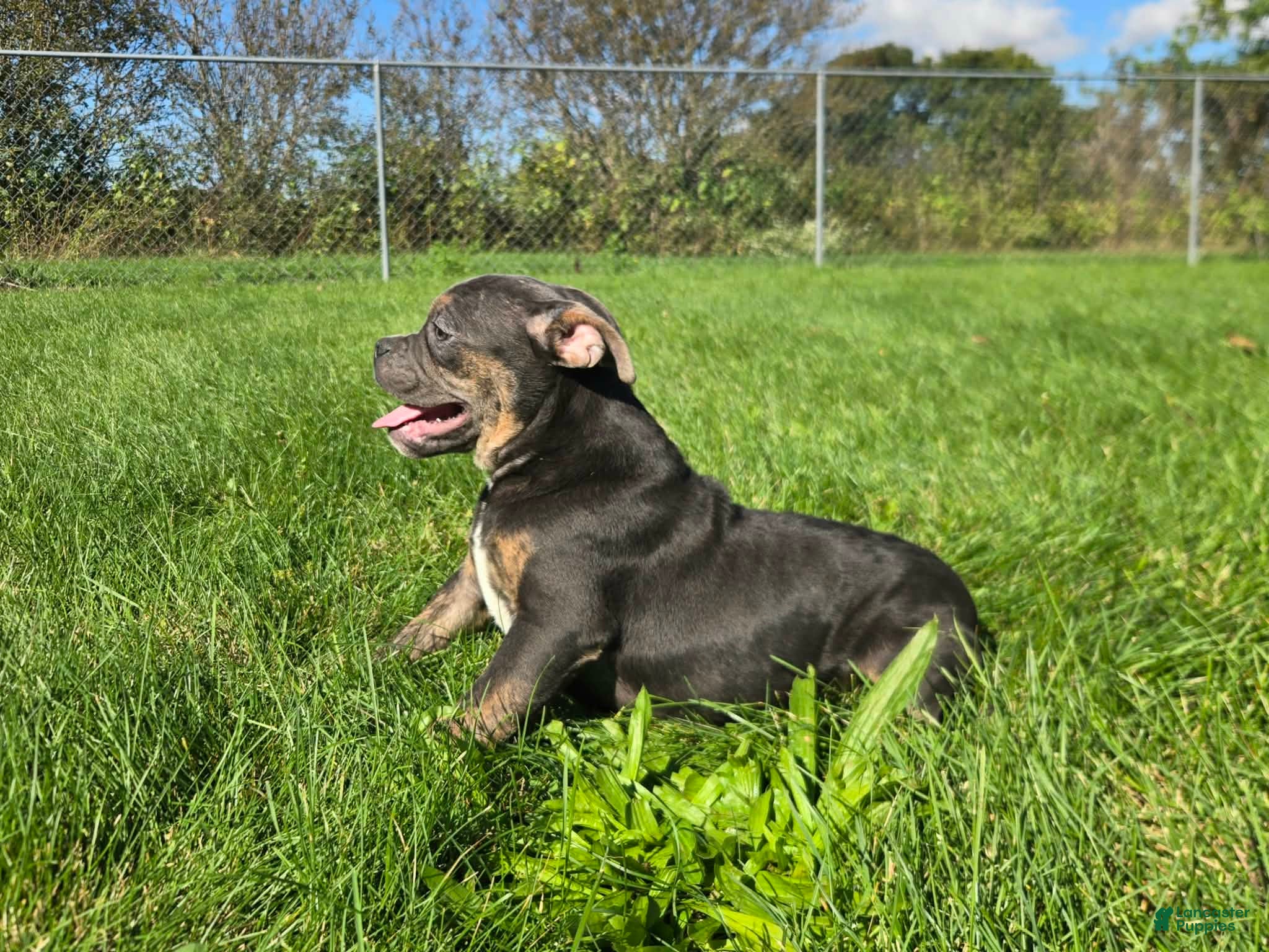 Ryder, Olde English Bulldogge
