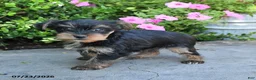 Yorkshire Terrier dogs for sale: Luna - Ad 3