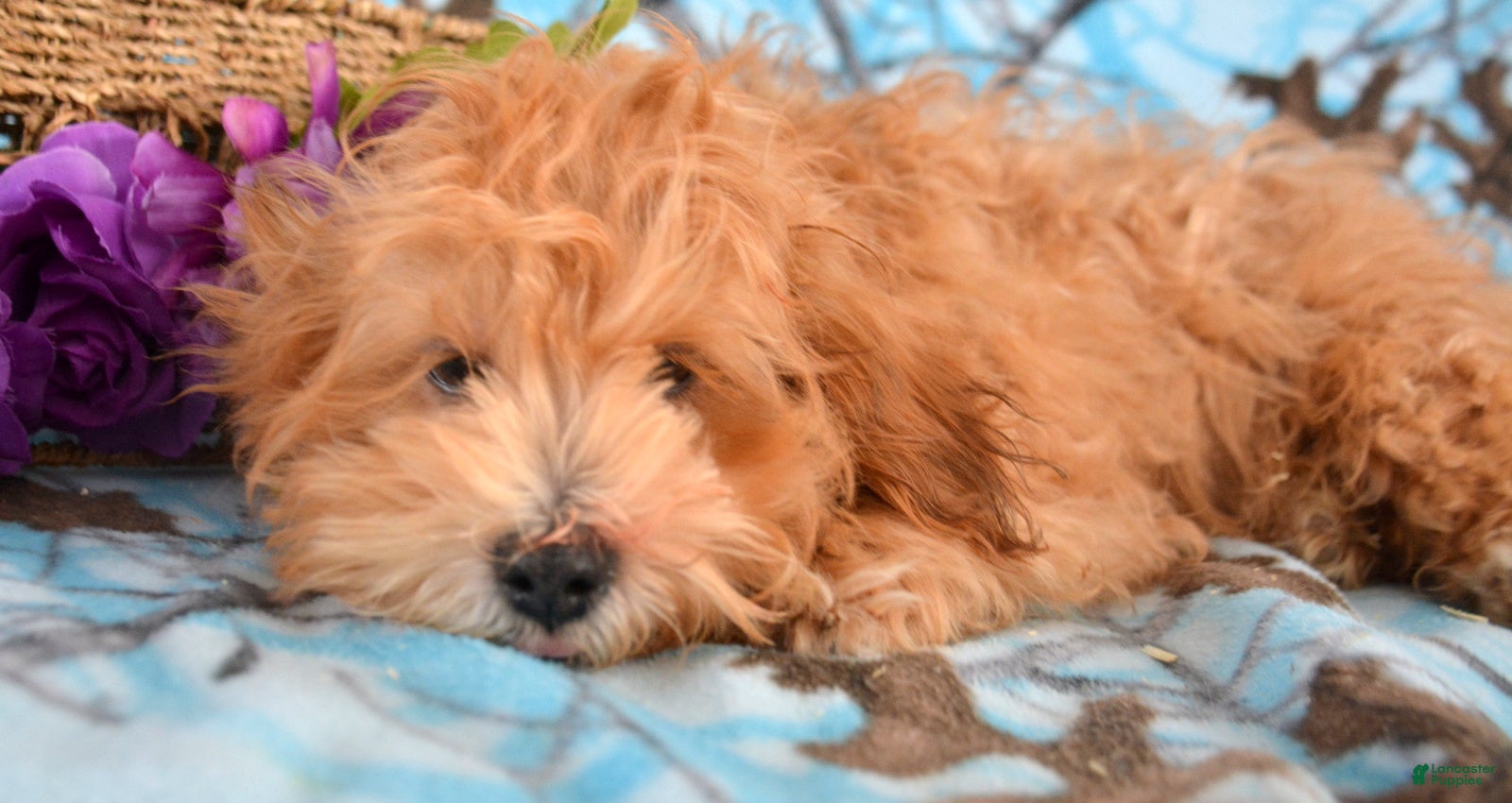 Shihpoo dogs Shihpoo Puppy 1 Sarge - Ad 35