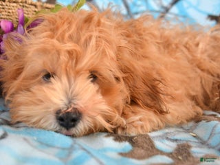 Shihpoo dogs Shihpoo Puppy 1 Sarge - Ad 23