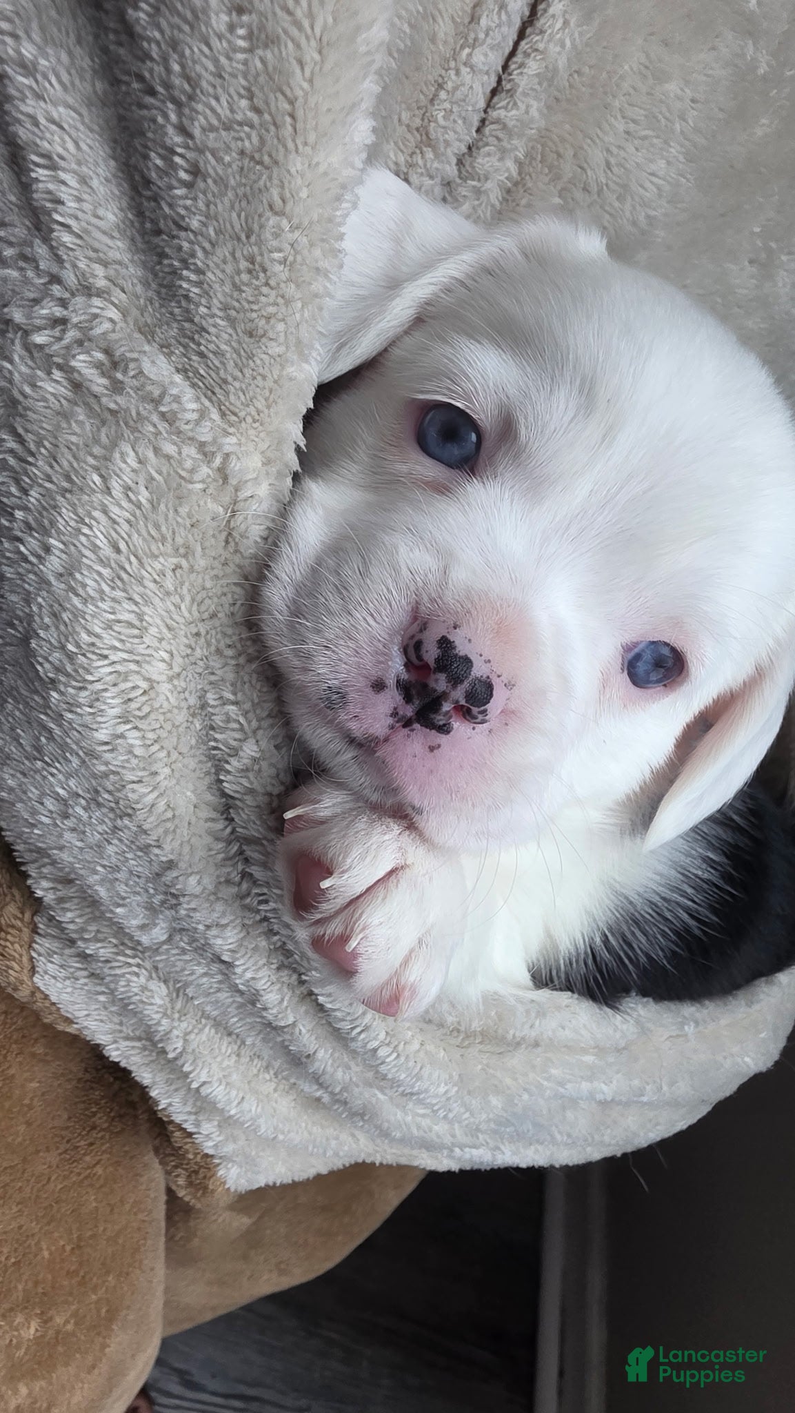 Mixed Breed dogs Oreo - Ad 31