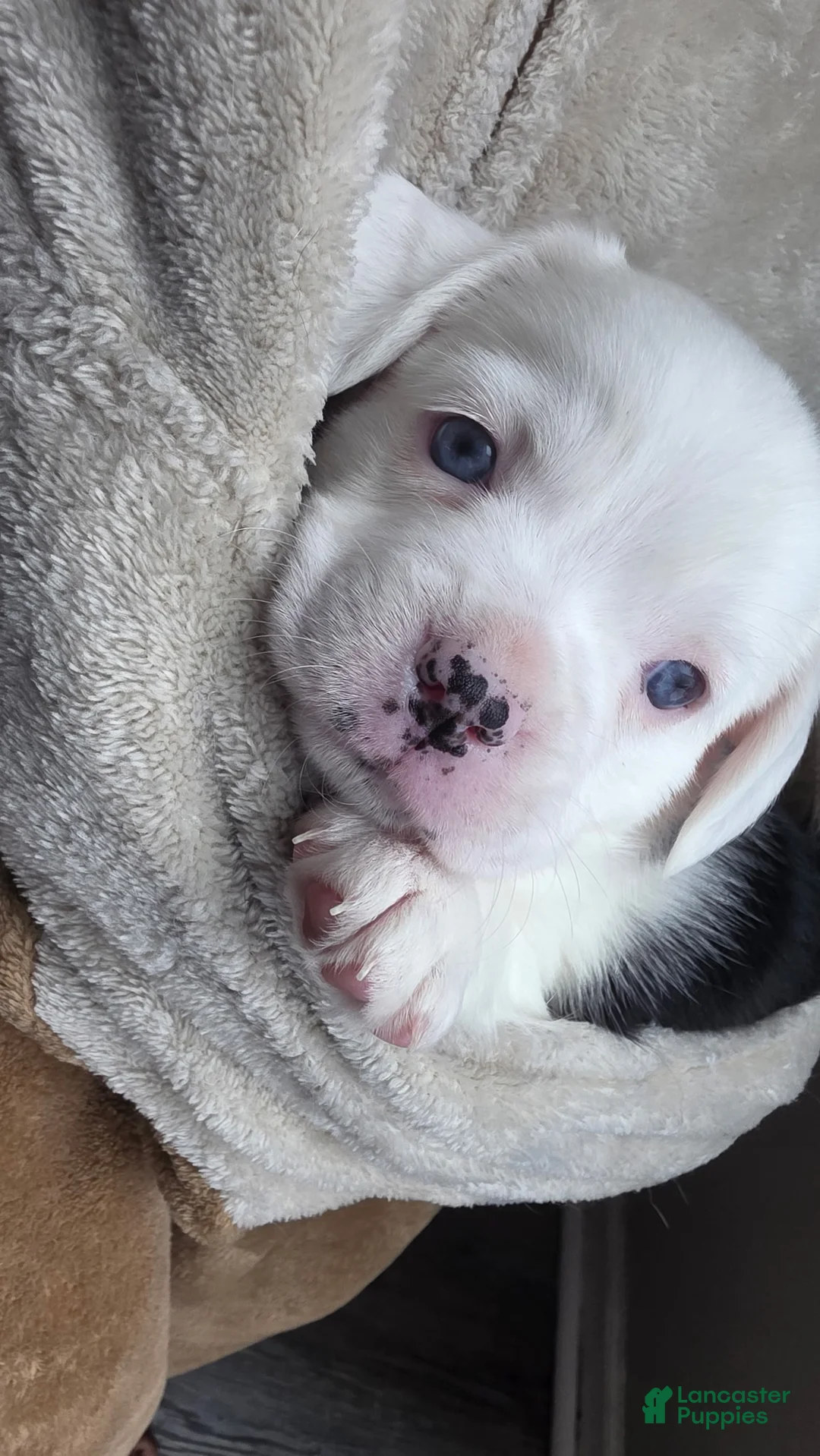 Mixed Breed dogs for sale: Oreo - Ad 1