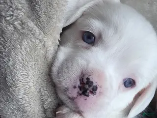 Mixed Breed dogs Oreo - Ad 31