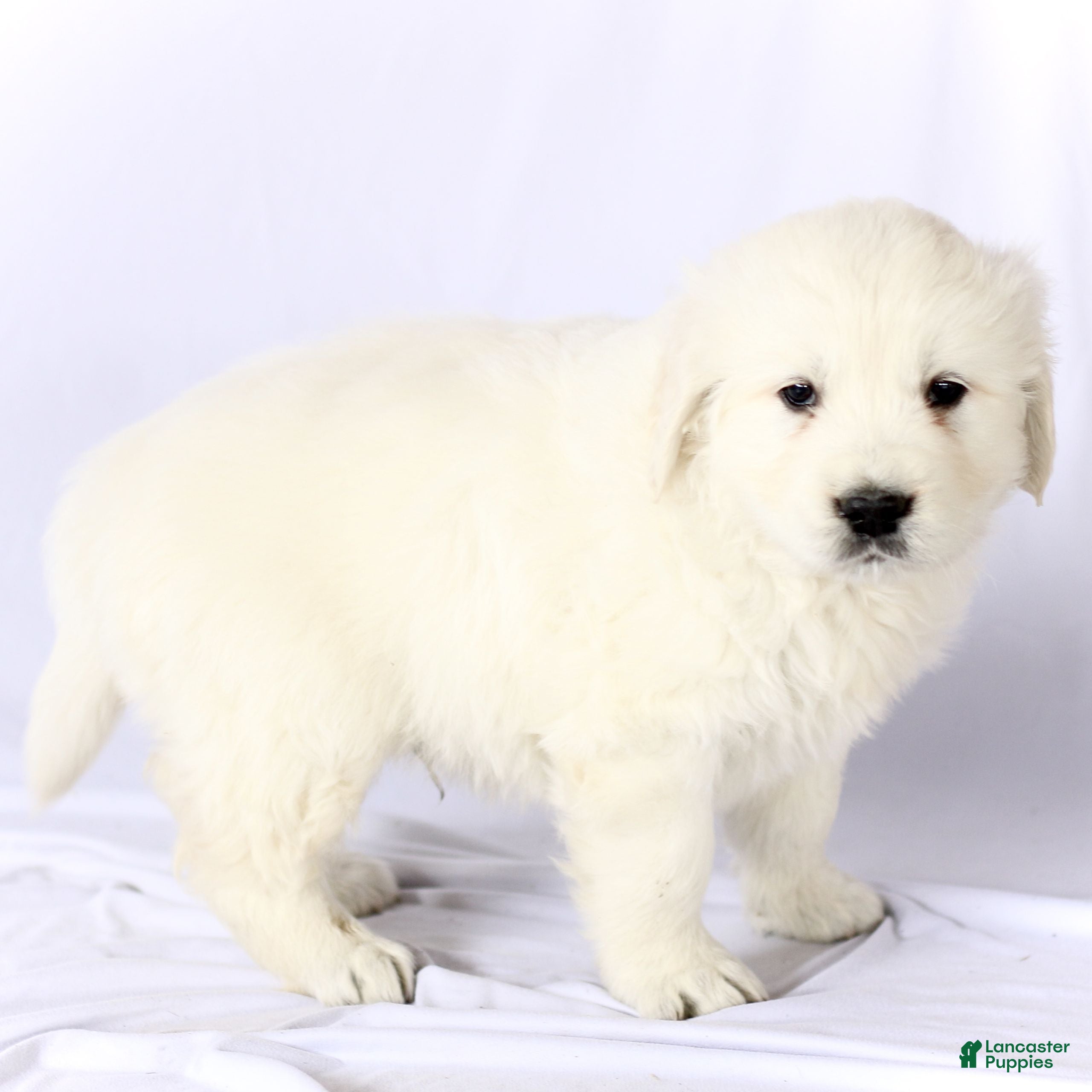 Golden Retriever dogs Sparky  - Ad 2