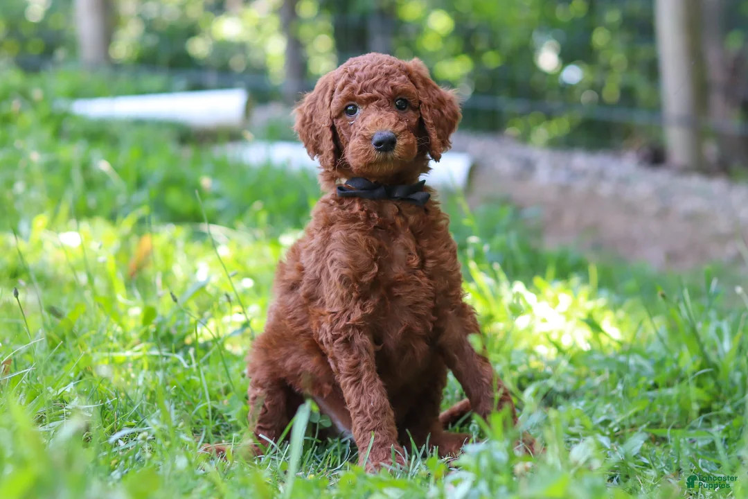Standard Poodle dogs for sale: Kobe AKC - Ad 2