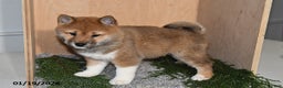 Shiba Inu dogs for sale: Cole - Ad 4
