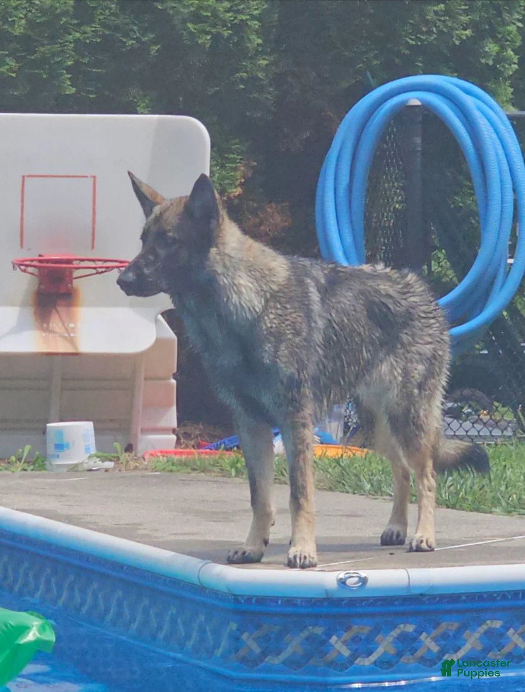 German Shepherd dogs for sale: German Shepherd Puppy 3 - Ad 6