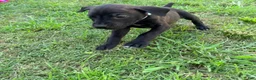 Cane Corso dogs for sale: Ketch AKC orange/teal collar - Ad 4