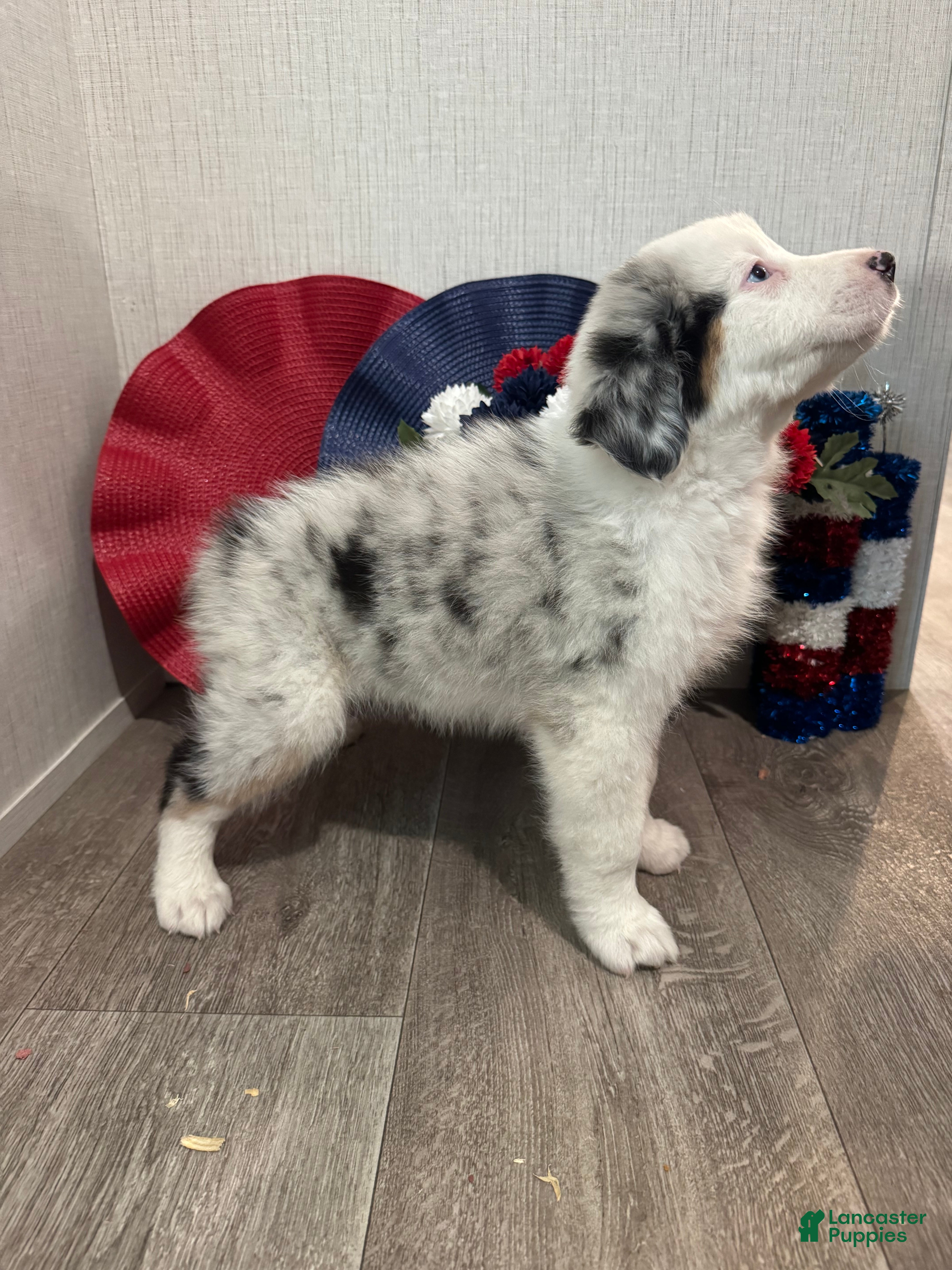 Australian Shepherd dogs Lulu - Ad 2