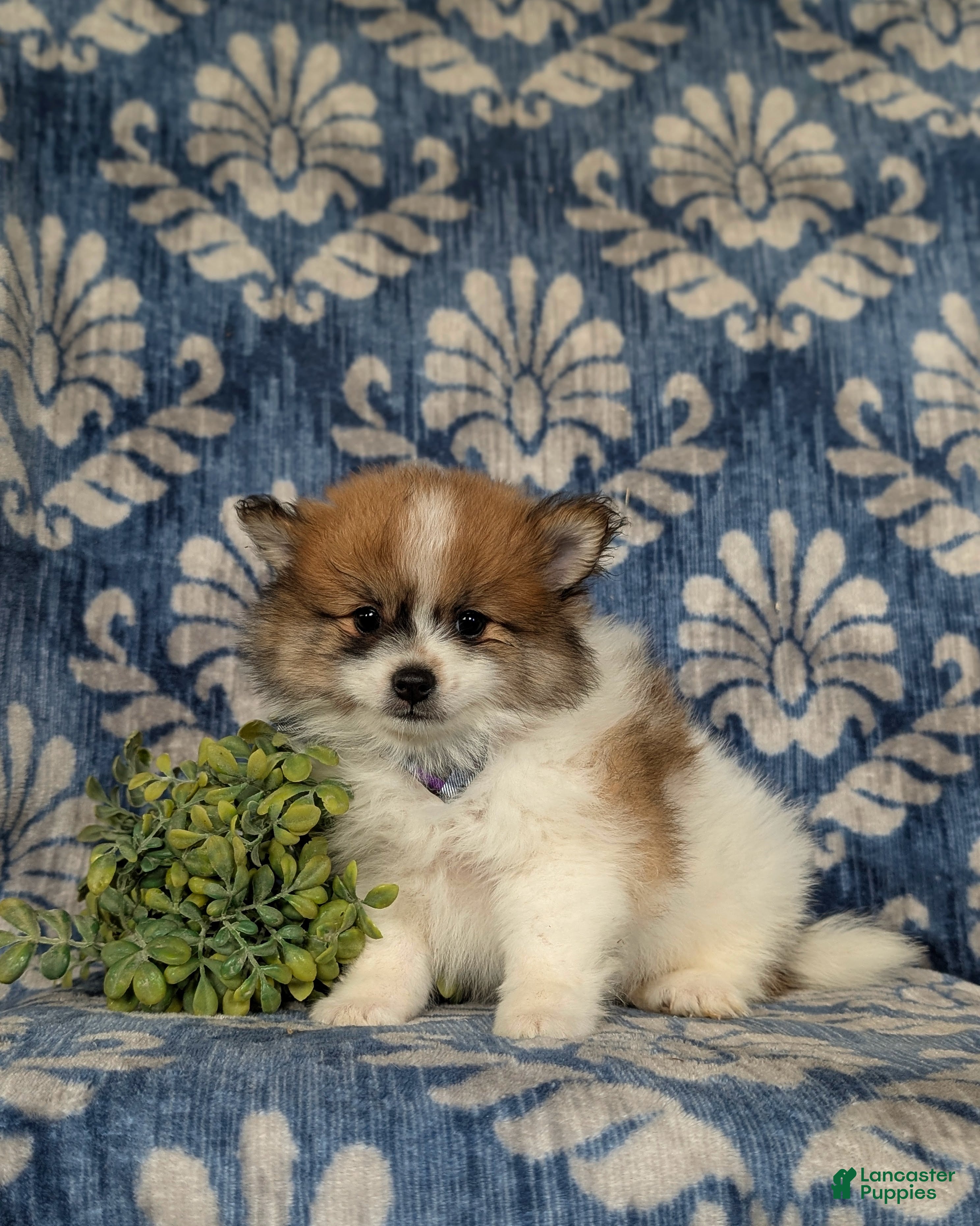 Pomeranian dogs Milo - Ad 2