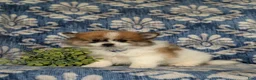 Pomeranian dogs for sale: Milo - Ad 2