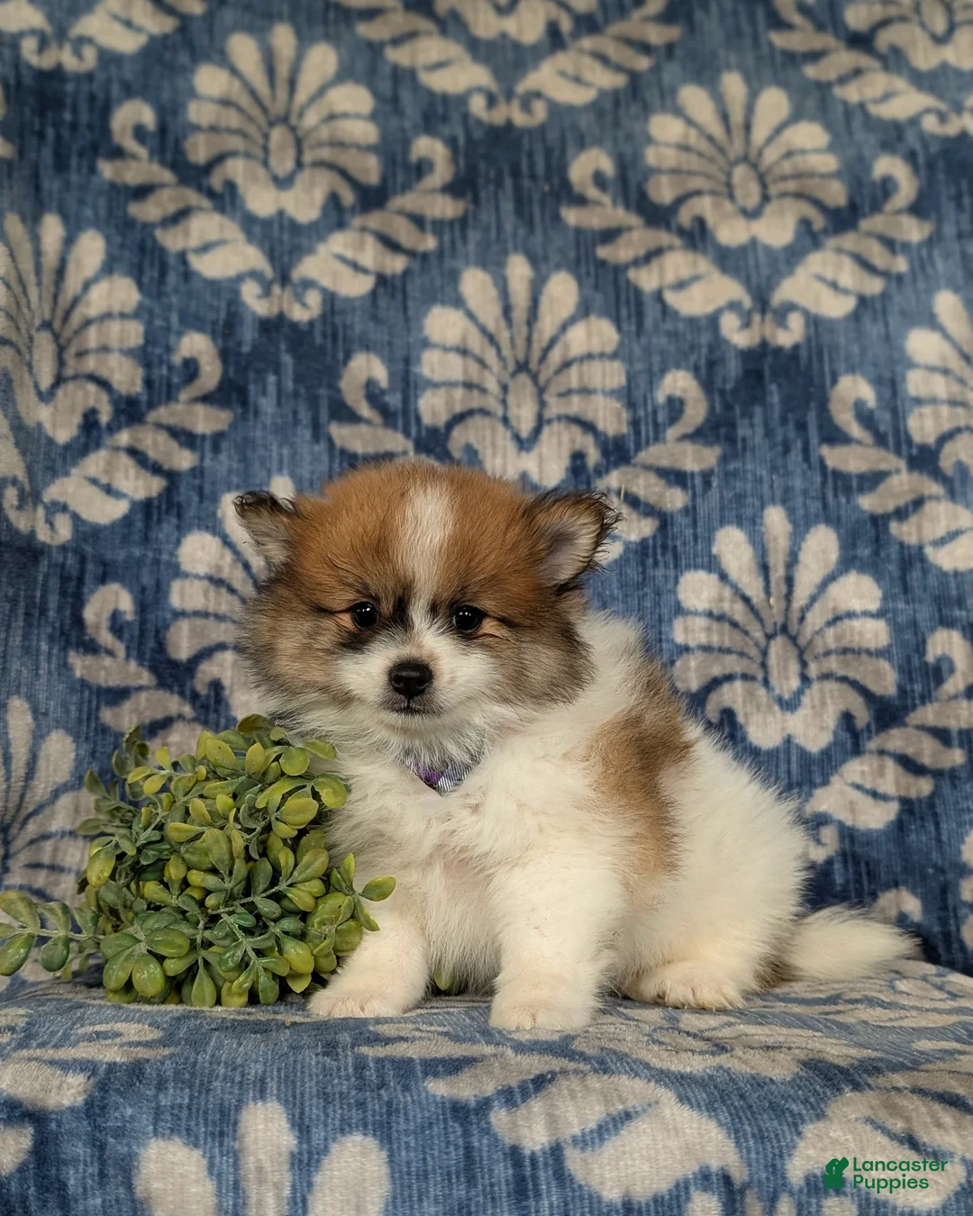 Pomeranian dogs for sale: Milo - Ad 2