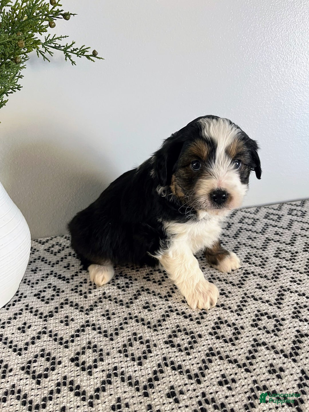 Mini Aussiedoodle dogs for sale: Tucker - Ad 3