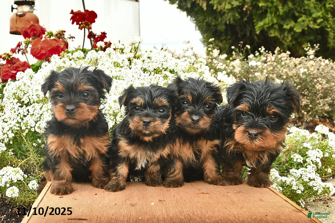 Yorkshire Terrier dogs for sale: Lola  - Ad 5