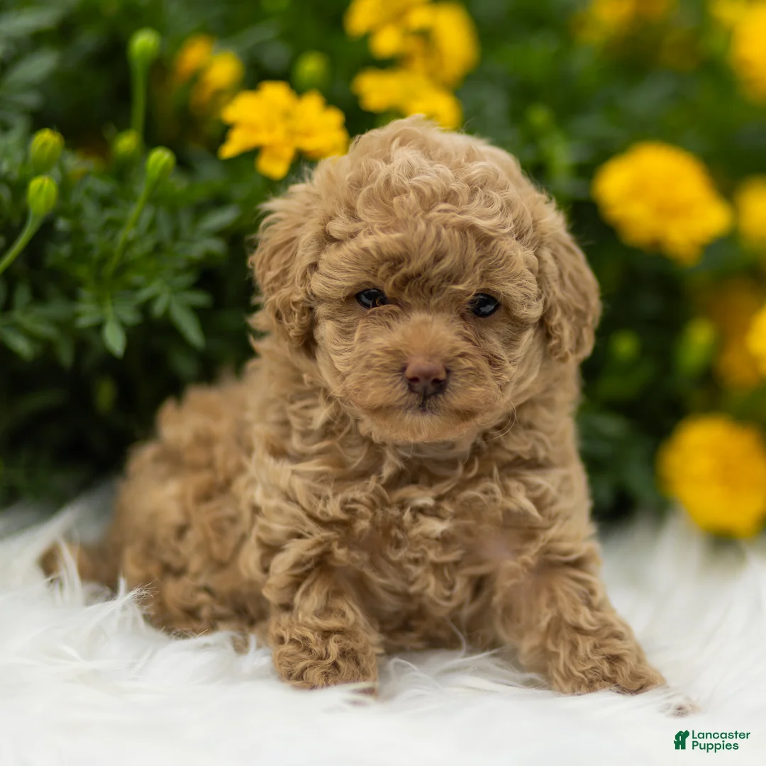 Toy Poodle dogs for sale: Natalie - Ad 1