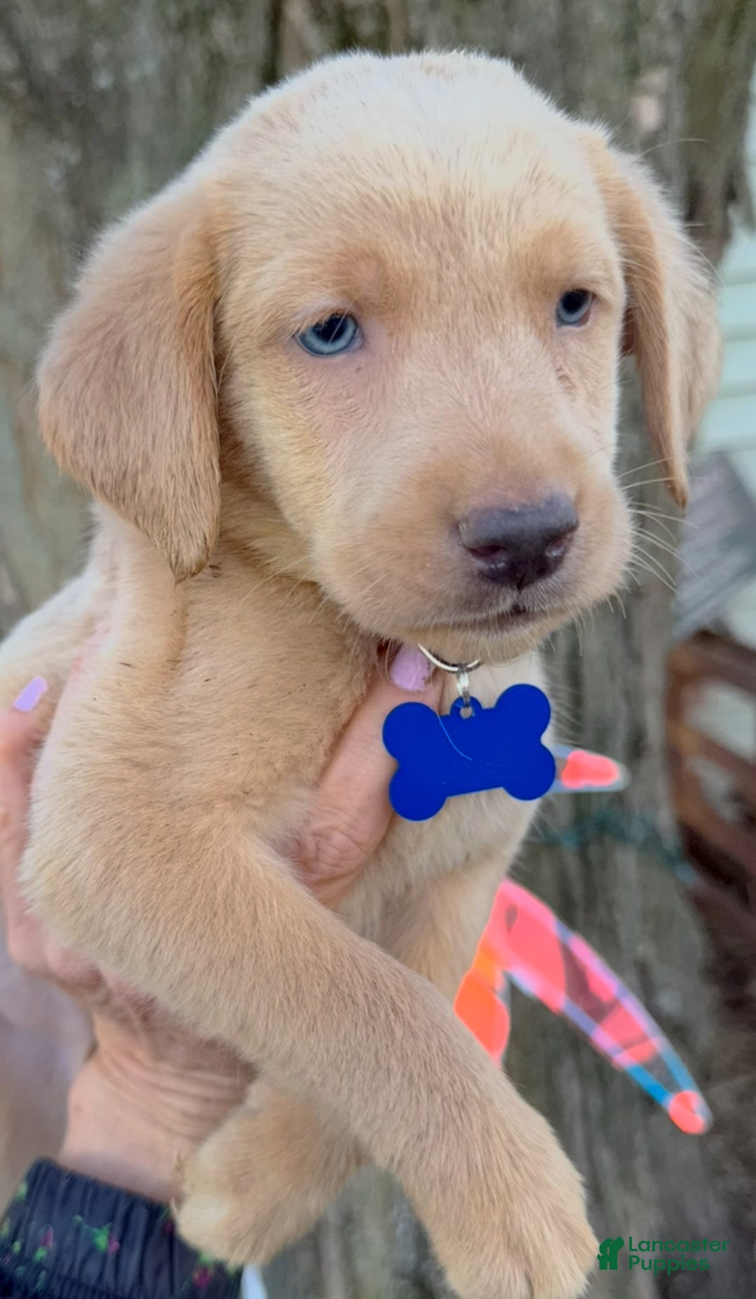 Labrador Retriever dogs for sale: Labrador Retriever Puppy 2 - Ad 7