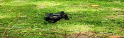 Miniature Pinscher dogs for sale: Summer - Ad 2
