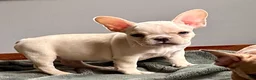 French Bulldog dogs for sale: French Bulldog Cooper - Ad 4