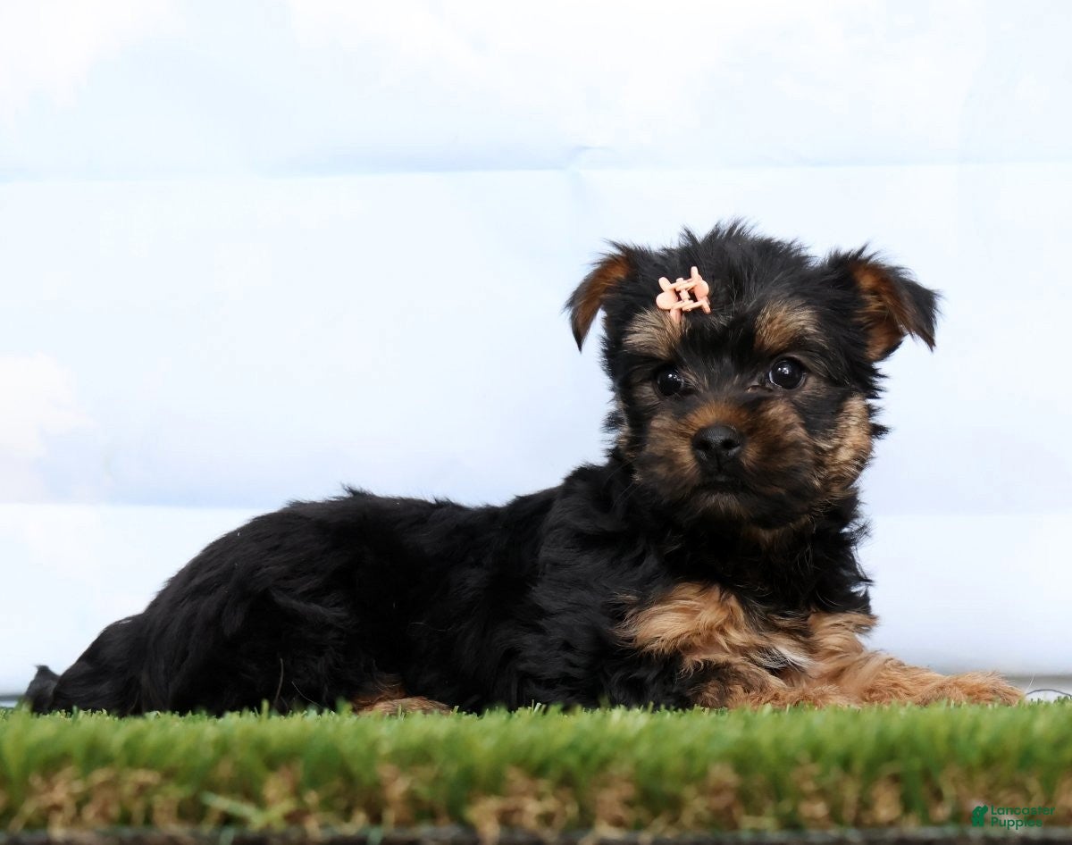 Yorkshire Terrier dogs Delilah - Ad 1