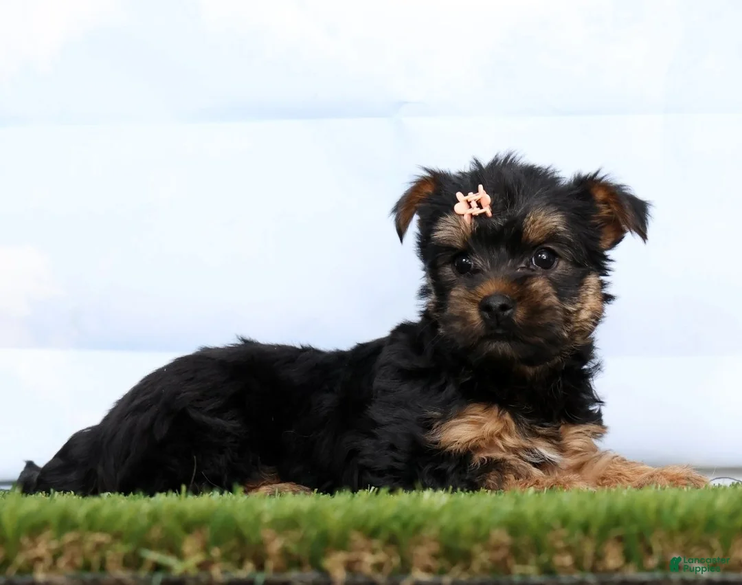 Yorkshire Terrier dogs for sale: Delilah - Ad 1