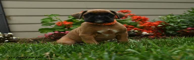 Pepper