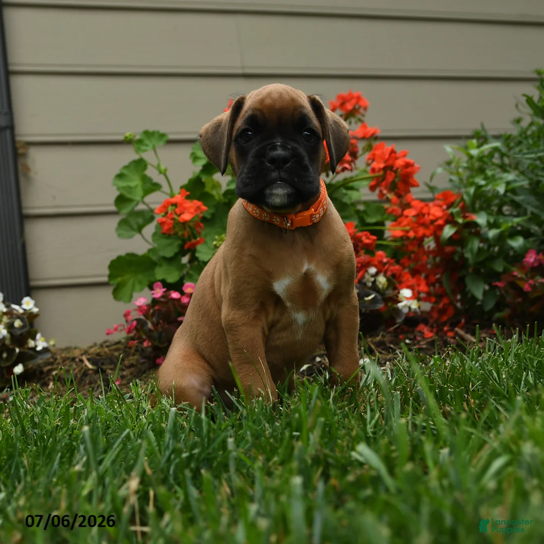 Boxer dogs for sale: Pepper - Ad 1