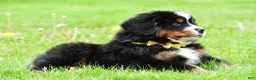 Bernese Mountain Dog dogs for sale: Rocket - Ad 7