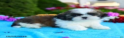Shih Tzu dogs for sale: Allyssa - Ad 5