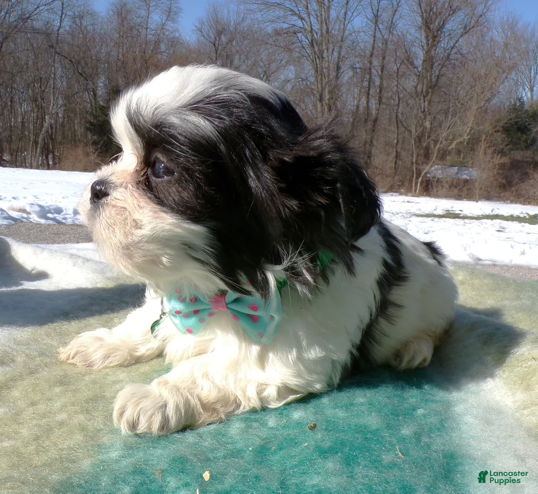 Shih Tzu dogs for sale: Shih Tzu Puppy 1 Sheila - Ad 3