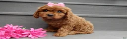 Cavapoo dogs for sale: Izzy - Ad 1