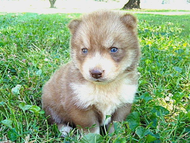 Siberian Husky dogs for sale: Siberian Husky male #5 - Ad 2