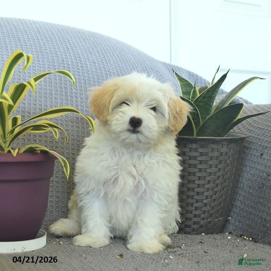 Maltipoo dogs Smiles  - Ad 2