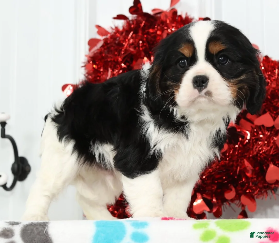 Cavalier King Charles Spaniel dogs for sale: Frisky - Ad 2