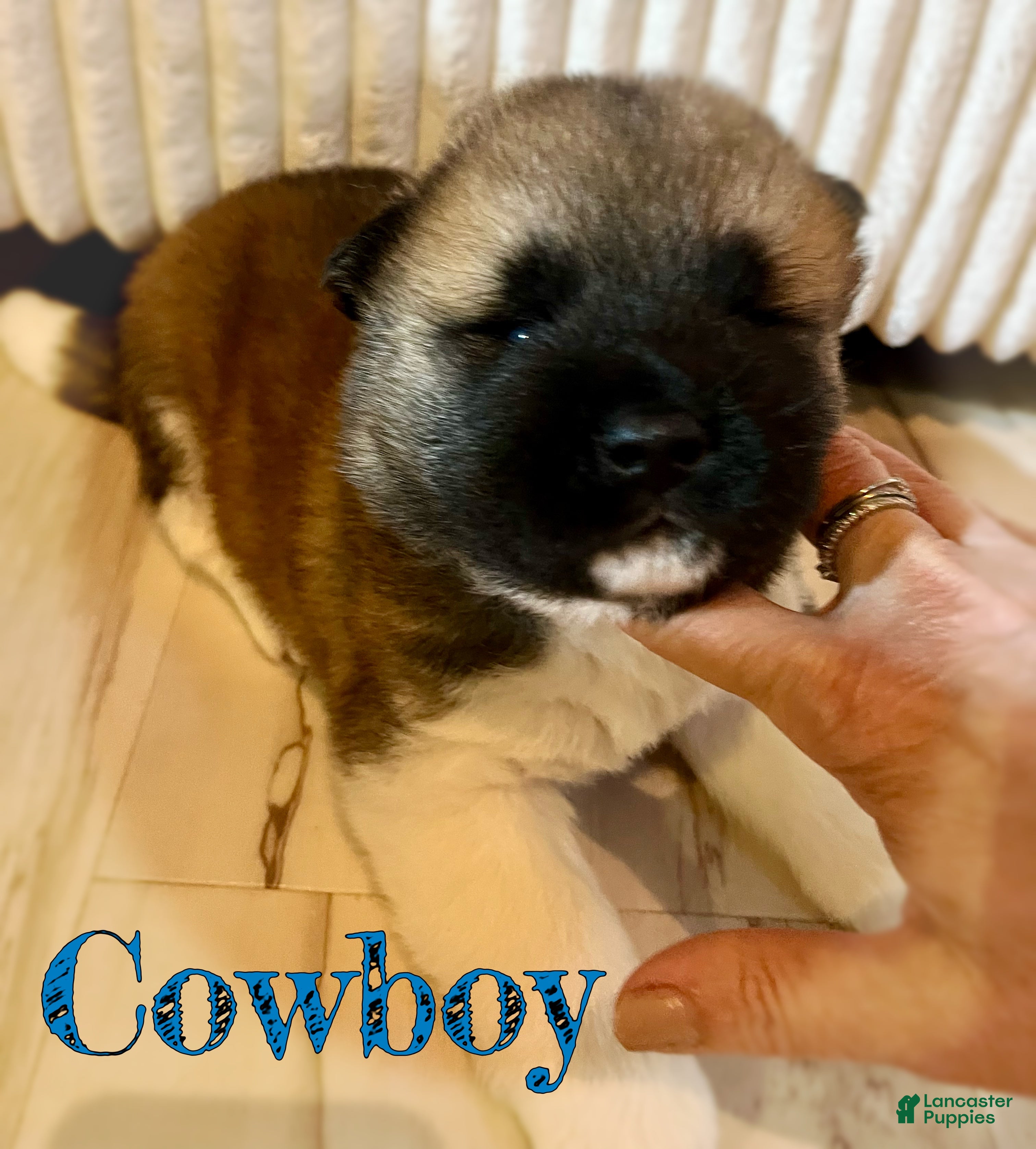 Akita dogs Cowboy  - Ad 1